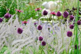 Check spelling or type a new query. Grasses For Small Gardens Bbc Gardeners World Magazine
