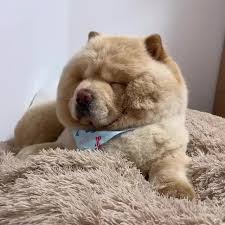 14 Signs You Are A Crazy Chow Chow Person Page 2 Of 5 The Dogman In 2020 Funny Animal Videos Animal Memes Animal Photography