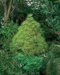 Conifers For Shade Finegardening Evergreens For Shade Conifers Shade Garden