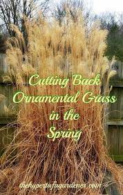 Trimming Ornamental Grasses A Bungee Cord Happiness Ornamental Grass Landscape Ornamental Grasses Tall Ornamental Grasses