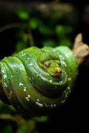 Sg Zoo Green Tree Python Singapore Travel Photography Photos Nikon Singapore Zoo Beautiful Snakes Animals Wild Animal Photography