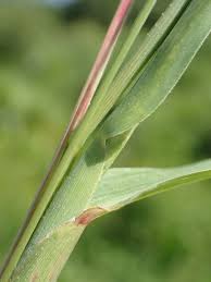 Image result for Rottboellia