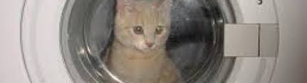Most Unusual Pet Insurance Claims