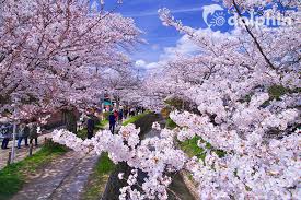 Tuyển chọn hình ảnh hoa đẹp nhất thế giới với nhiều chủng loại đa dạng về màu sắc cực đẹp. 10 Ä'á»‹a Ä'iá»ƒm Ngáº¯m Hoa Anh Ä'ao á»Ÿ Nháº­t Báº£n Háº¥p Dáº«n Nháº¥t 2019