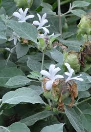 Image result for Barleria holubii