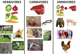 food chain food web in ecosystem diagrams examples