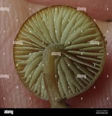Image result for Simocybe centunculus
