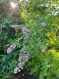 Image result for Vitex