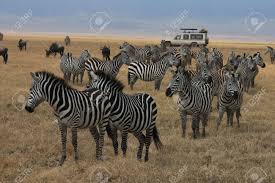 Jamhuri ya muungano wa tanzania), is a country in east africa within the african great lakes region. Troupeau De Zebres Ngorongoro Park Tanzanie Herd Of Zebras Stock Photo Picture And Royalty Free Image Image 16724095