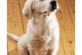 How To Get The Dog Pee Smell Out Of Linoleum Floors Ehow Dog Pee Smell Remove Pet Stains Dog Urine
