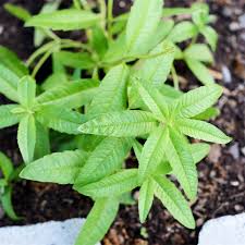 Image result for Aloysia citrodora