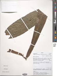 Image result for Rhabdophyllum welwitschii