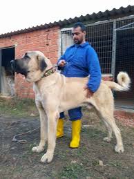 Anatolian Shepard Hunderassen Hunde Rassen Hunde