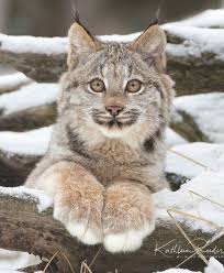 Lynx Panosundaki Pin