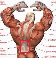 Pour pouvoir profiter pleinement de l'énergie et de la force que procure un corps en bonne santé et suffisamment musclé, il est essentiel de ne pas négliger le bas de son dos. Comment Se Muscler Le Dos Avec Le Rowing Barre