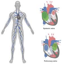 Systemic arteries and the arterial pathway of blood to. Histology Of Blood Vessels Wall Structure Of Arteries And Veins