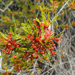 Image result for Picrodendraceae