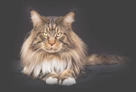 Find maine coon ads in our cats & kittens category. Turtle Valley Maine Coon Cats Contact