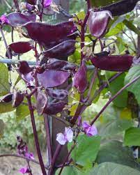 Vine with purple flowers and pods. Pin On 2021 04 April