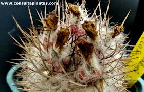 Image result for Tinnea eriocalyx