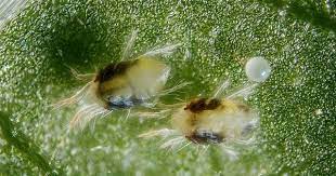 Mites in indoor and outdoor plants spider mite damage can also include a type of revealing web on the plant. The Most Common Pests Threatening Your Cannabis Plants