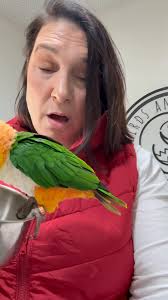Meet Jinx, our black-capped caique with the energy of a toddler and the  heart of an angel. She’ll roll