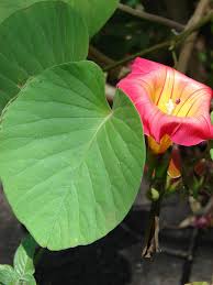 Image result for Stictocardia