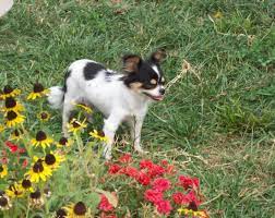 Dotty Was Placed On Craigslist For Free After She Could No Longer Produce Puppies For The Breeder She Belonged To Luckily Her Chihuahua Photo Contest Puppies