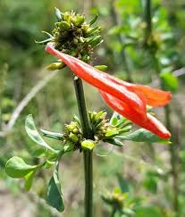 Image result for Dicliptera quintasii