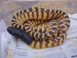 Black Headed Python Reptiles And Amphibians Reptiles Beautiful Creatures