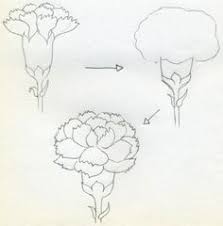 Carnation Flower Drawing If You Would Like To Draw Carnation That Is In Full Bloom Simply Carnation Drawing Flower Drawing Tutorials Flower Drawing