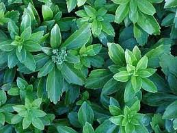 Plant taxonomy classifies japanese pachysandra, also called japanese spurge, as pachysandra terminalis and as belonging to the. No Fail Ground Covers Pachysandra Vinca Minor And Boston Ivy Kevin Lee Jacobs