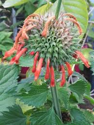 Image result for Leonotis decadonta