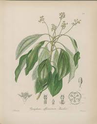 Ravintsara Cinnamomum Camphora L Kohl 1891 1895 Cinnamomum Camphora Botanical Illustration Illustration