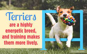 Thinking Of Getting A Terrier Mix Dog As Your Pet Then Read This Dogappy