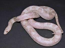 Charcoal Lavender Corn Corn Snake Beautiful Snakes Snake