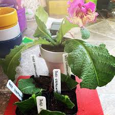 Image result for Streptocarpus