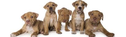 Is a temporary home to a number of dogs and cats waiting to find their perfect forever home. Dogs Refuge Home Rescue Is The Best Breed
