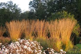 Das ziergras beeindruckt mit einem schönen farbenspiel. Ziergraser Im Garten Gartencenter Zulauf Pflanzen Kaufen