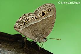 Image result for Brownleea mulanjiensis