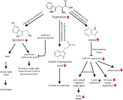 Protein Amino Acids And Obesity Treatment Springerlink