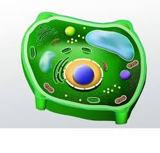 Study cell organelles flashcards from anthony cerra's class online, or in brainscape's iphone or android app. Answer These Plant Cell Structure Flashcards Flashcards By Proprofs