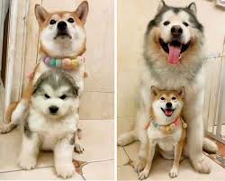 Snow pack's gallery website is temporarily down. 40 Pics Of Alaskan Malamutes Being The Biggest Floofs Bored Panda