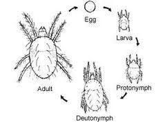 Camel spiders are also called wind scorpions or sun spiders. 180 Best Arachnid Species Ideas Arachnids Species Spider