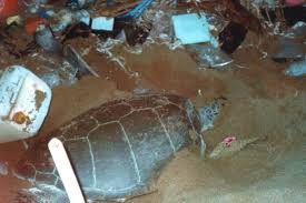 Can We Save The Sea Turtles From Our Plastic Csmonitor Com
