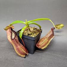 Image result for Basananthe pseudostipulata