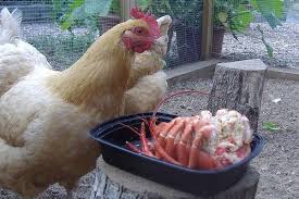 They can eat grape leaves and grapes. Chicken Treat Chart The Best Treats For Backyard Chickens Backyard Chickens Learn How To Raise Chickens