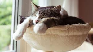 Sonhar Com Gato Qual O Significado Amo Vira Lata Se você vê o gato no seu sonho, então tal sonho representa infidelidade, traição e desvantagem. sonhar com gato qual o significado