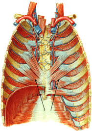 Chest muscle diagram breast muscle anatomy womens chest muscle diagram back and chest. Chest Muscles Anatomy Class