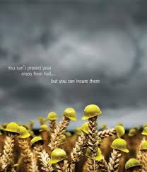 Crop Insurance Ad Creative Ads Crop Insurance Insurance Ads Ads Creative